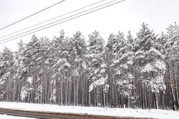 Bosque de coníferas después de las nevadas —  Fotos de Stock