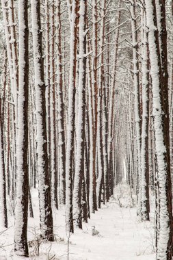 Karla kaplı ağaç gövdeleri