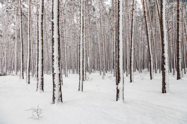 Karla kaplı ağaç gövdeleri