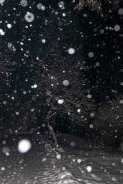 Geceleri kar yağarken ağaçlar