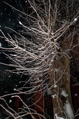 Geceleri kar yağarken ağaçların dalları