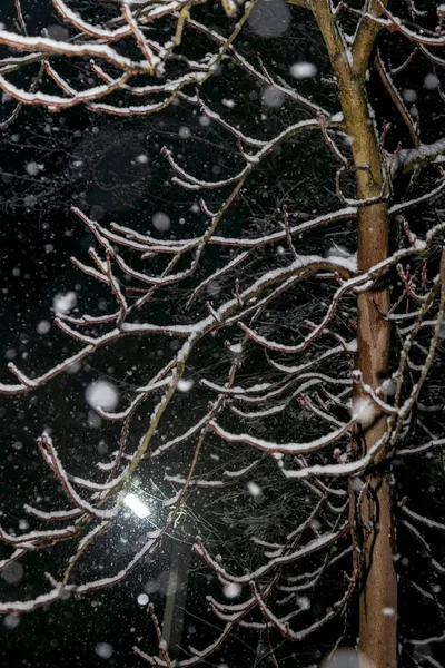 Větve stromů v noci během sněžení — Stock fotografie