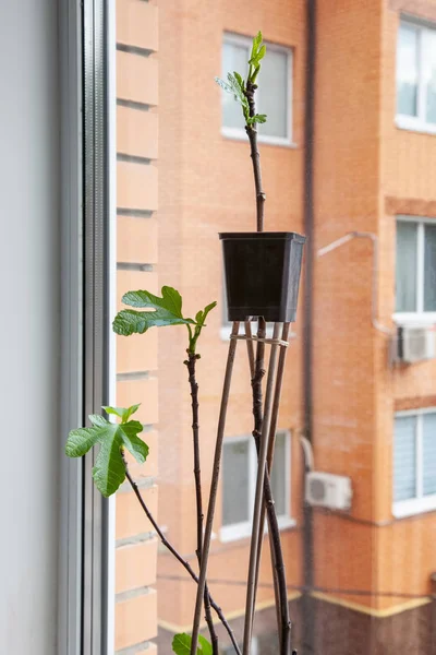 Boutures de figuier dans un pot sur un rebord de fenêtre — Photo
