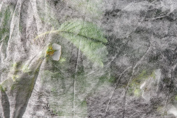 Полуниця захищена нетканою тканиною — стокове фото