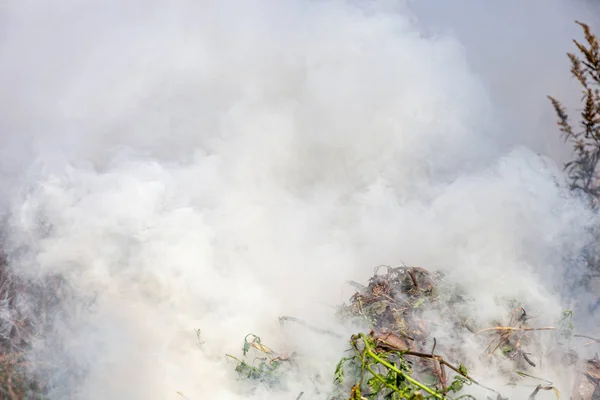 Oheň na louce, hustý kouř — Stock fotografie