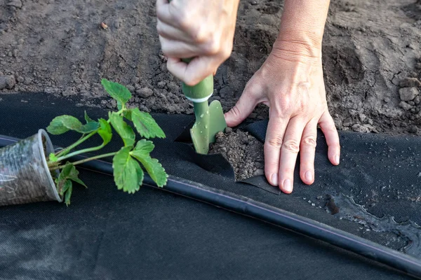 Planting strawberry seedling on spunbond — Stock Photo, Image