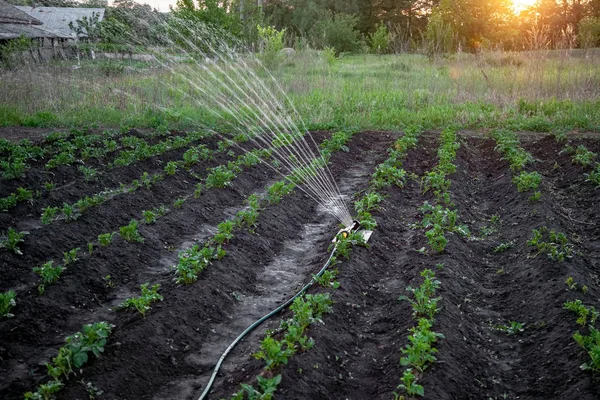Спринклер поливає картоплю в саду на заході сонця — стокове фото