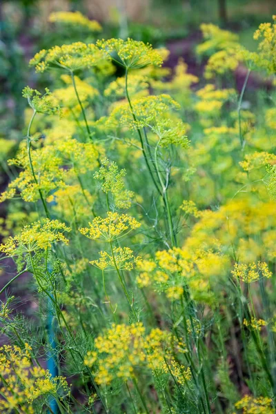 草花のディル (フェンネル) — ストック写真