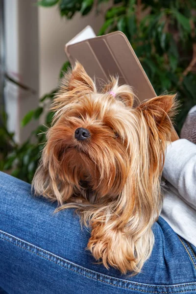 Hund liegt auf dem Schoß einer Frau — Stockfoto