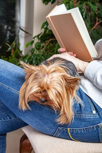 Dog lying in the lap of a woman reading a book — Stock Photo, Image