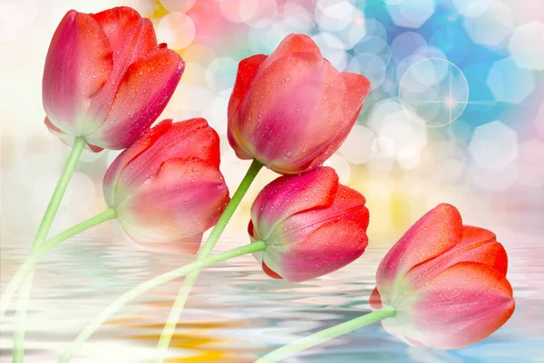 Tulip flowers close up — стоковое фото