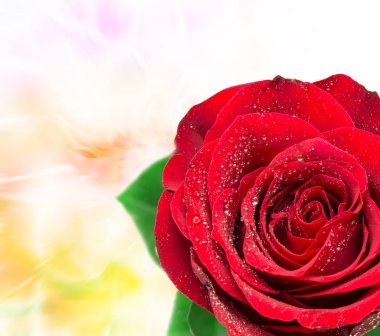 Gül çiçeği. Yaklaş.