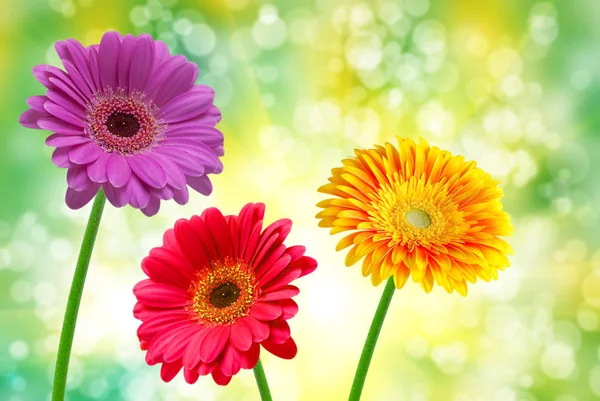 Gerber kwiat bliska — Zdjęcie stockowe