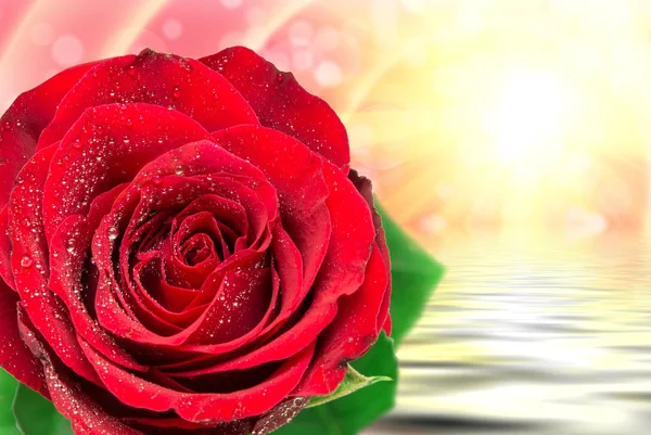 Róża kwiat zbliżenie — Zdjęcie stockowe