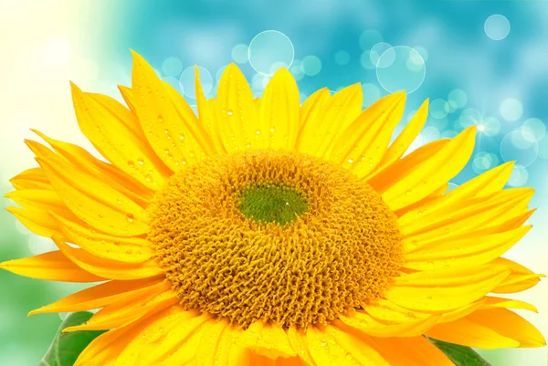 Sonnenblume auf dem blauen Himmel Hintergrund — Stockfoto