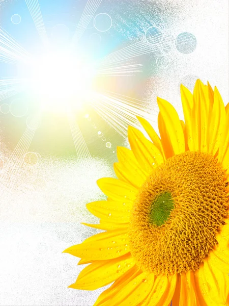 Sunflower on the blue sky background — Stock Photo, Image