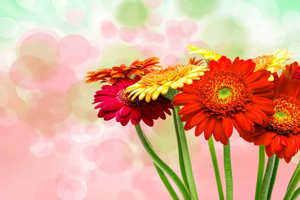 Gerber květina zblízka — Stock fotografie