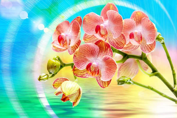 Orkide çiçek yakın çekim — Stok fotoğraf
