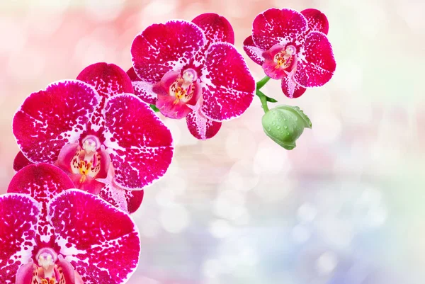 Orchideenblume aus nächster Nähe — Stockfoto