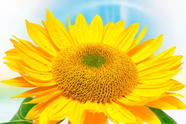 Girasol sobre el fondo azul del cielo — Foto de Stock