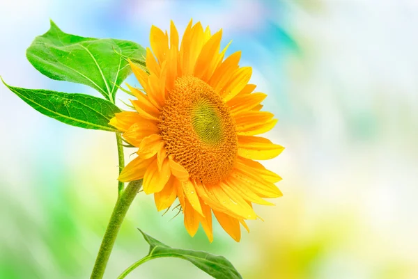 Sonnenblume auf dem blauen Himmel Hintergrund — Stockfoto