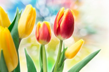 Lale çiçek yakın çekim