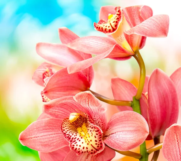 蘭の花のクローズ アップ — ストック写真