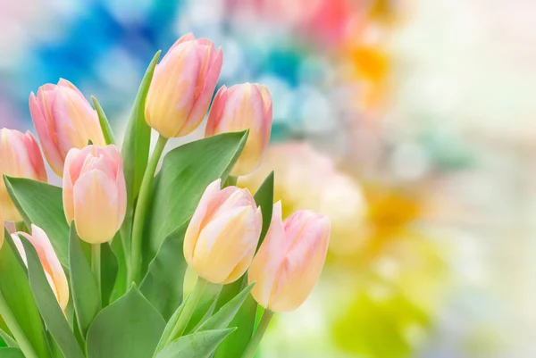 Tulipa flores fechar — Fotografia de Stock