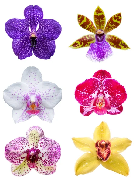 Орхидея цветок изолирован на белом — стоковое фото