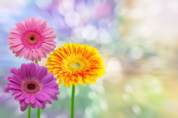 Gerberblume aus nächster Nähe — Stockfoto