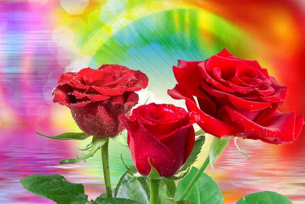 Růže květ zblízka — Stock fotografie