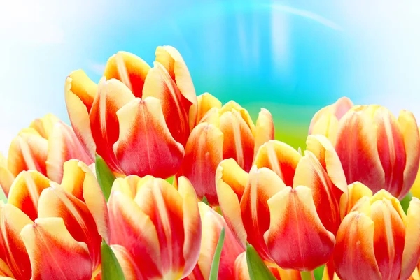 Tulip flowers close up — Stock Photo, Image