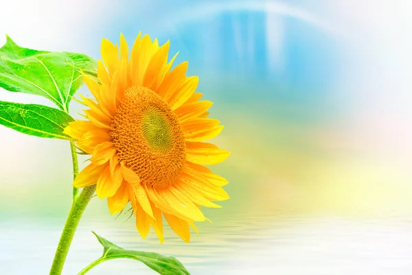 Sunflower on the blue sky background — Stock Photo, Image