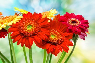 Gerber çiçek yakın çekim