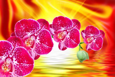 Orkide çiçek yakın çekim