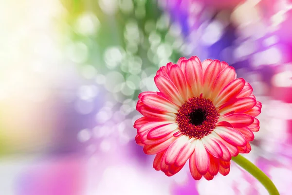 Gerber flower close up — Stock Photo, Image