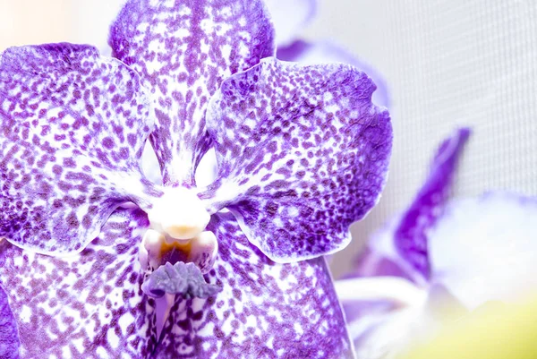 Orchidée fleur gros plan — Photo