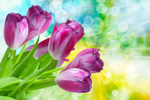 Tulp bloemen close-up — Stockfoto