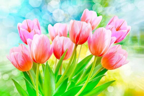 Tulip flowers close up — Stock Photo, Image