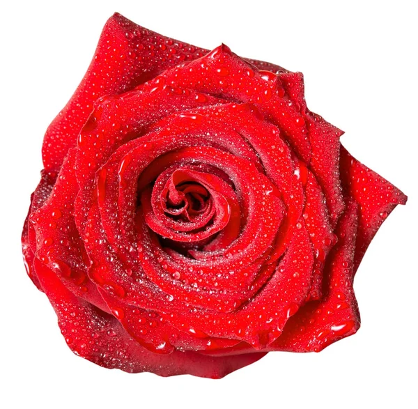 Rosa blomma isolerad på vit — Stockfoto