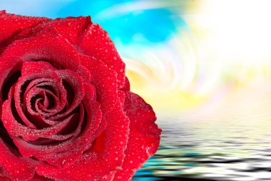 Gül çiçeği. Yaklaş.