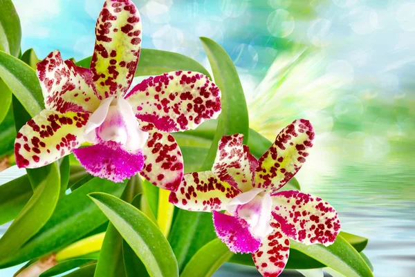 Orchidea kwiat bliska — Zdjęcie stockowe