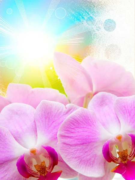 Orchid flower close up — Stock Photo, Image