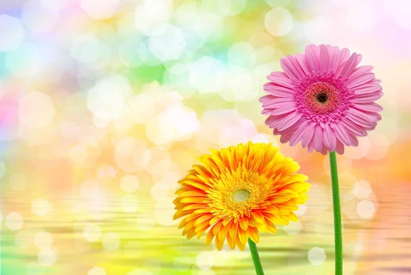 Gerber flower close up — Stock Photo, Image