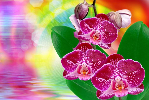 Fiore del Orchid vicino — Foto Stock