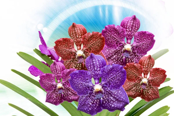 Orchideebloem close-up — Stockfoto