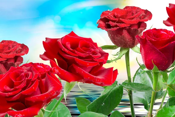 Růže květ zblízka — Stock fotografie