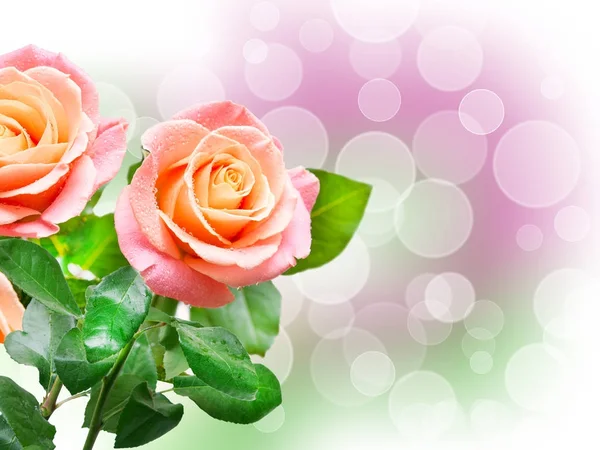 Rosa flor de cerca —  Fotos de Stock