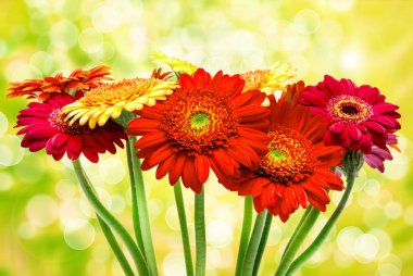 Gerber çiçek yakın çekim