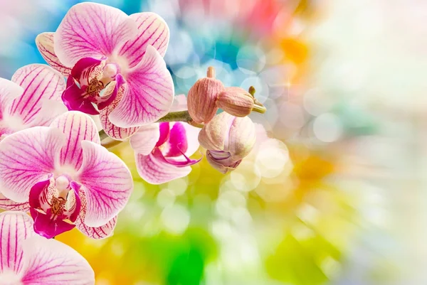 Flor de orquídea de cerca — Foto de Stock